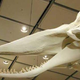 Illustration for article titled The science behind whales asymmetrical skulls